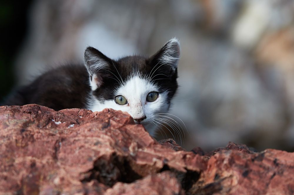 20230817160357 20230803 Img 8581 Rr