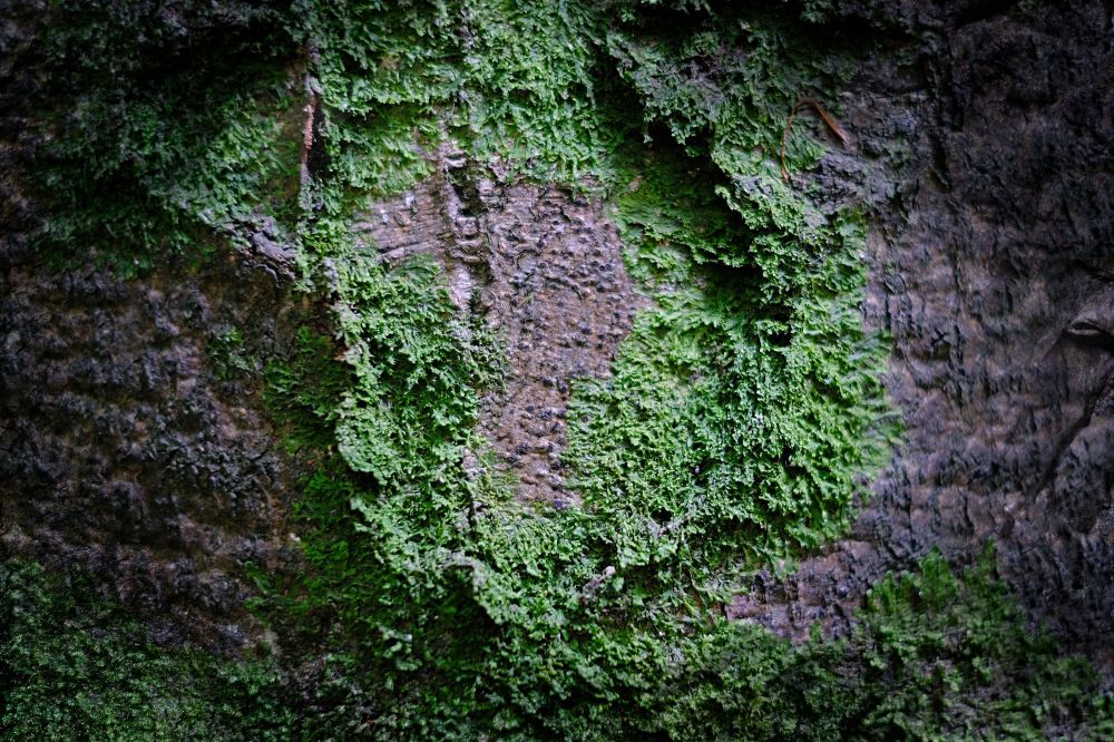 5 3 Andreashenschel Fotocup2017 Hp Fcrj