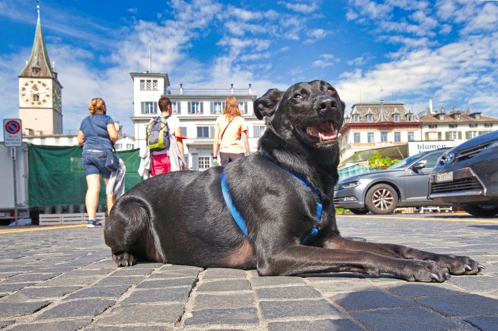 130 Tschanz Hansueli