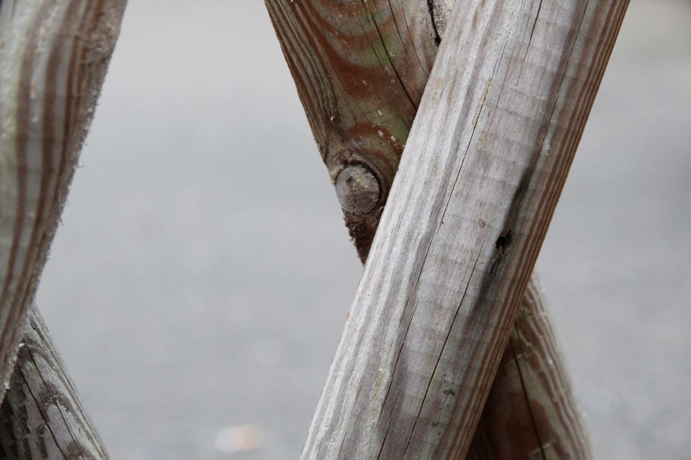 2 JasminUrsprung IMG 3558