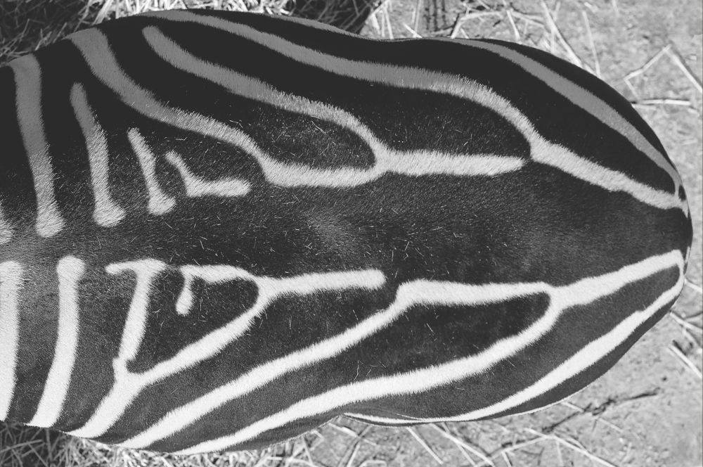 13 06 ZEBRA SW Foiera Giulio