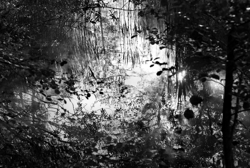 13 08 Der Morgennebel Am Teich Lichtet Sich Hinder Heinz