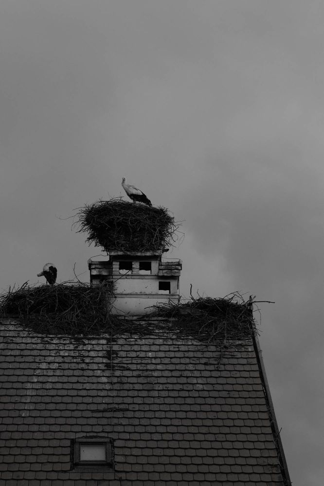 FCRJAusstellung2024 Lingg Joya.jpg 2000