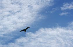 Jb 2011 1 Irene Luft