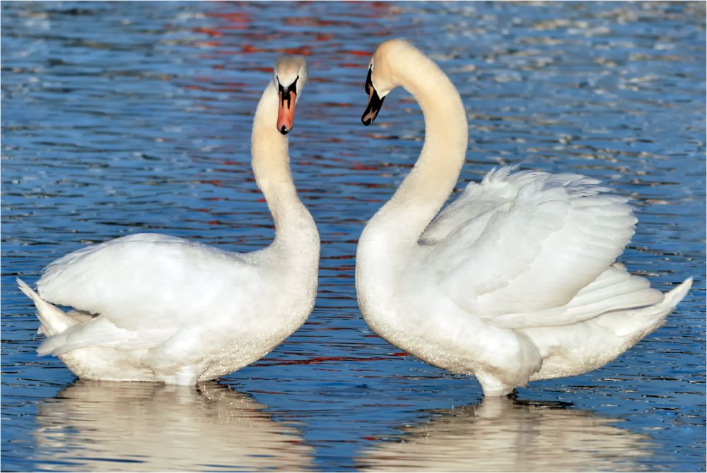 Fotoclub Rj Monatsbild 1 Apr2012