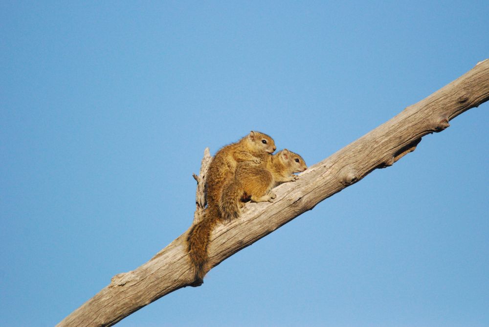 Fotoclub Rj Monatsbild 2 Apr2012