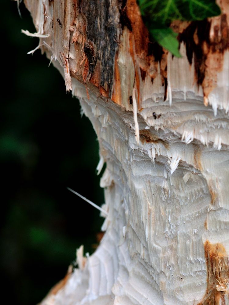 Fotoclub Rj Monatsbild 2 Feb2012