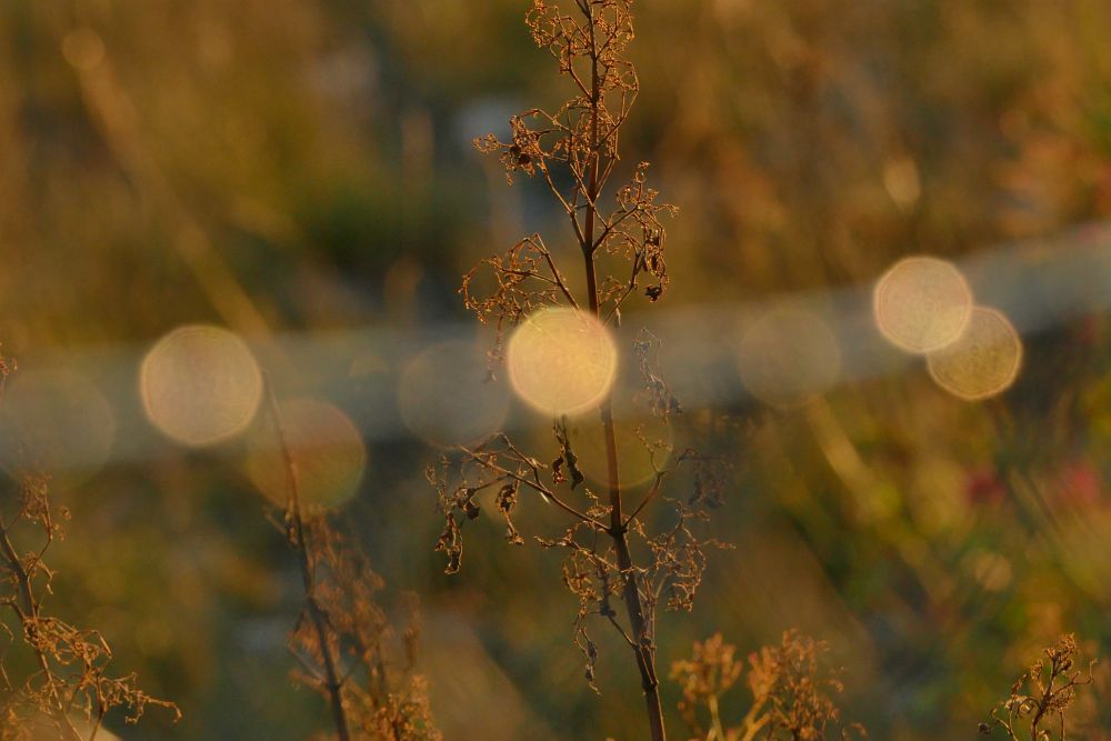 Fotoclub Rj Monatsbild 1 Aug2016