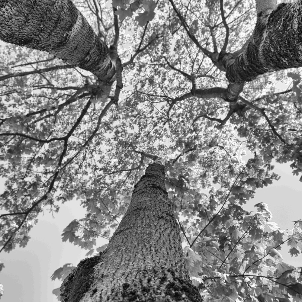 Fotoclub Rj Monatsbild 2b Jun2016