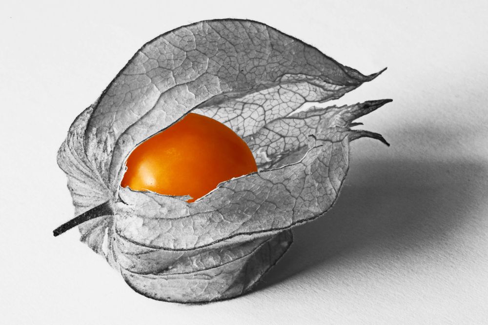 1 Physalis 5