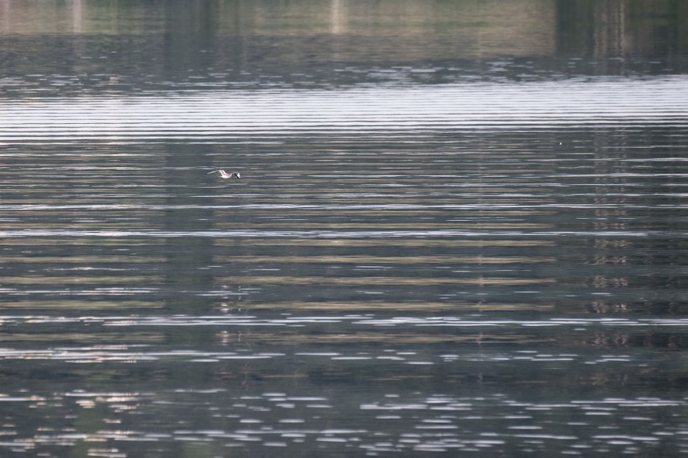 DSC 5993 VogelimFlug AF Tes HDTV