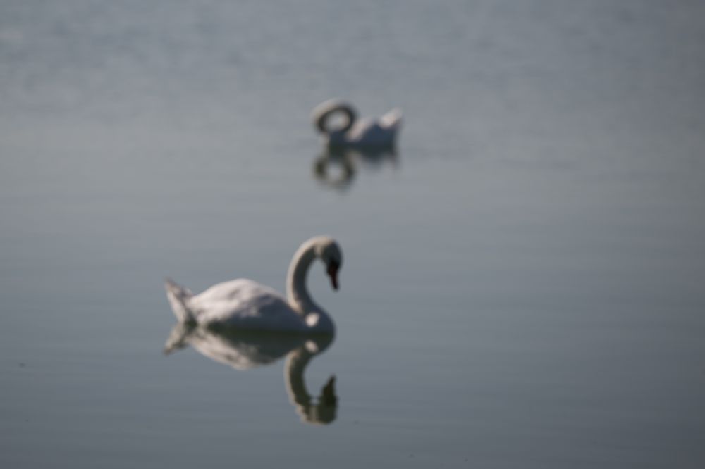 DSC 6648 FotostaffetteFotoRapi HDTV