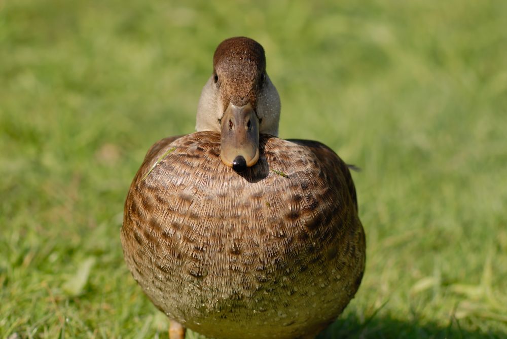 GF3 ENTE DSC10449