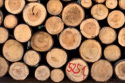 6 2 HOLZ FINAL FGB4440